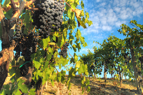 vino romani giusto.jpg